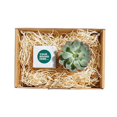 Image of Plant and Candle Hamper